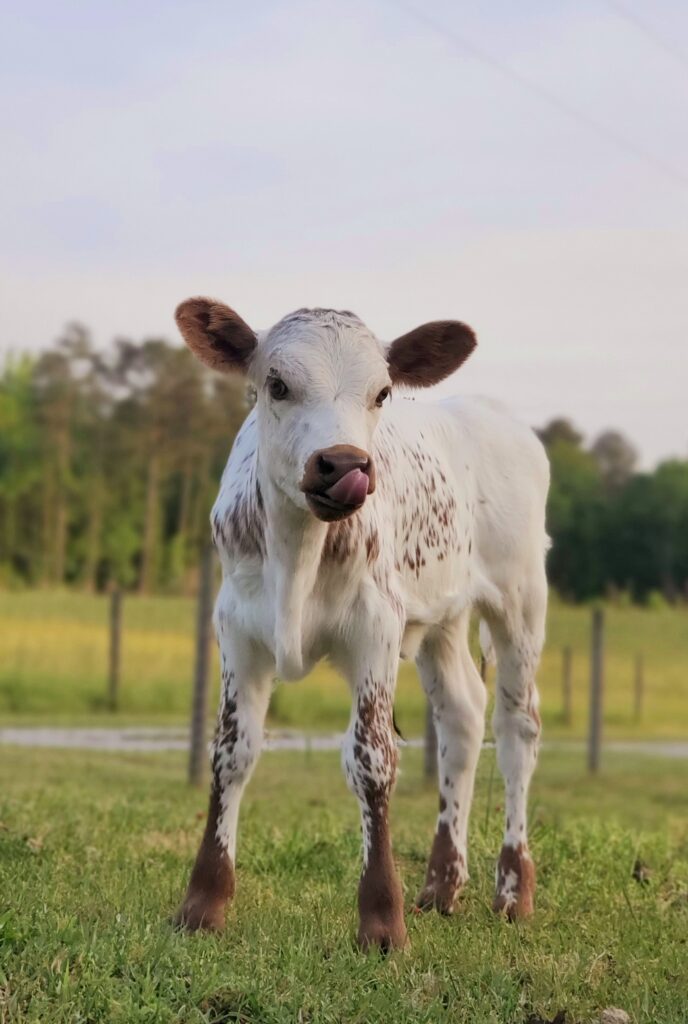 DEXTER Cattle
